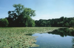 mdelimele_BqpLFnZghBD